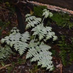 Histiopteris incisa at Robertson, NSW - suppressed