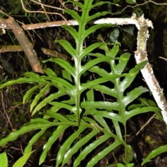 Microsorum pustulatum subsp. pustulatum (Kangaroo Fern) at Robertson - 30 Jun 2020 by plants