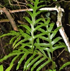 Zealandia pustulata subsp. pustulata (Kangaroo Fern) at Robertson Nature Reserve - 30 Jun 2020 by plants