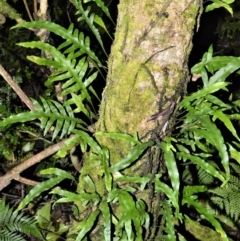 Microsorum scandens (Fragrant Fern) at Wingecarribee Local Government Area - 30 Jun 2020 by plants