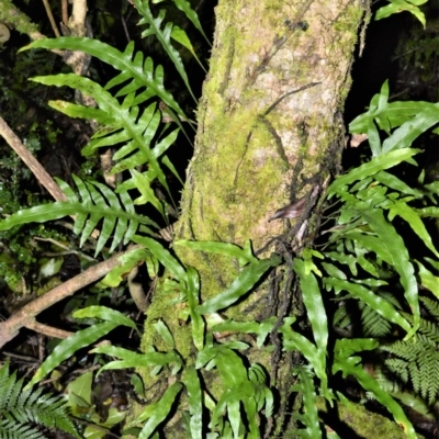 Microsorum scandens (Fragrant Fern) at Robertson - 30 Jun 2020 by plants