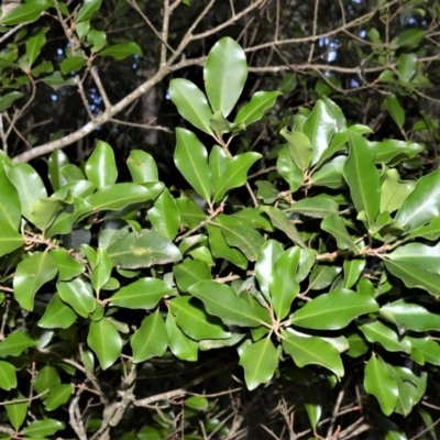 Myrsine howittiana (Brush Muttonwood) at Robertson Nature Reserve - 30 Jun 2020 by plants