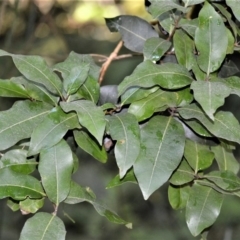 Notelaea venosa (Large Mock Olive) at Robertson Nature Reserve - 30 Jun 2020 by plants