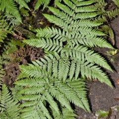 Lastreopsis microsora (Creeping Shield Fern) at Robertson - 30 Jun 2020 by plants