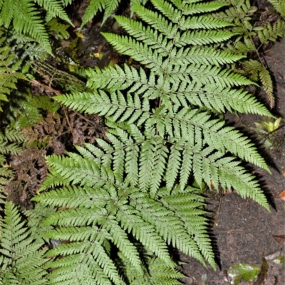 Lastreopsis microsora (Creeping Shield Fern) at Robertson - 30 Jun 2020 by plants