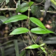 Parsonsia brownii (Mountain Silkpod) at Robertson Nature Reserve - 30 Jun 2020 by plants