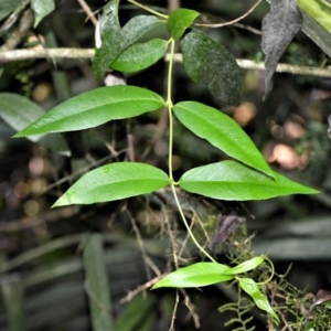 Parsonsia brownii at Robertson - 30 Jun 2020