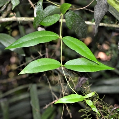 Parsonsia brownii (Mountain Silkpod) at Wingecarribee Local Government Area - 30 Jun 2020 by plants