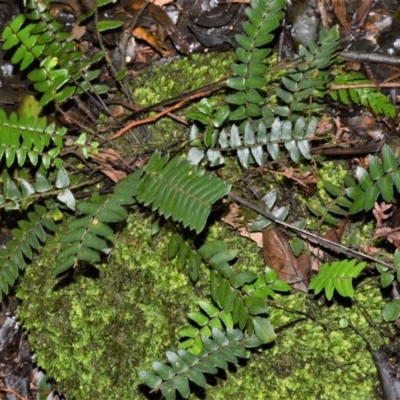 Pellaea nana (Dwarf Sickle Fern) at Robertson, NSW - 30 Jun 2020 by plants