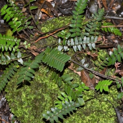 Pellaea nana (Dwarf Sickle Fern) at Robertson, NSW - 30 Jun 2020 by plants