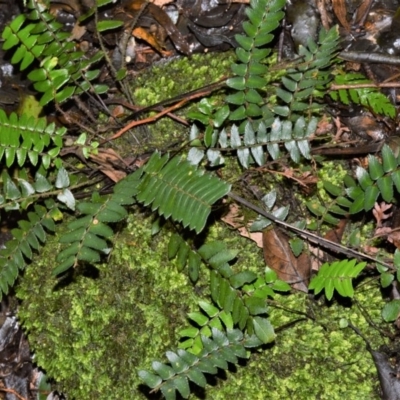 Pellaea nana (Dwarf Sickle Fern) at Robertson Nature Reserve - 30 Jun 2020 by plants