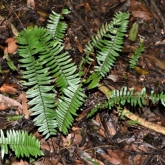 Pellaea falcata (Sickle Fern) at Robertson - 30 Jun 2020 by plants