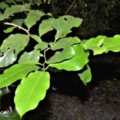 Pennantia cunninghamii (Brown Beech) at Robertson, NSW - 30 Jun 2020 by plants