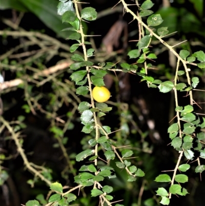 Pittosporum multiflorum (Orange Thorn) at Robertson, NSW - 30 Jun 2020 by plants