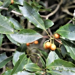 Pittosporum undulatum (sweet pittosporum) at Robertson, NSW - 30 Jun 2020 by plants