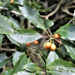 Pittosporum undulatum (Sweet Pittosporum) at Robertson, NSW - 30 Jun 2020 by plants