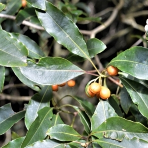 Pittosporum undulatum at Robertson, NSW - 30 Jun 2020