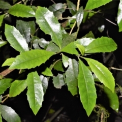 Polyosma cunninghamii (Featherwood) at Robertson Nature Reserve - 30 Jun 2020 by plants