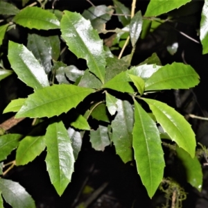 Polyosma cunninghamii at Robertson - 30 Jun 2020