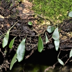 Pyrrosia rupestris (Rock Felt Fern) at Wingecarribee Local Government Area - 30 Jun 2020 by plants