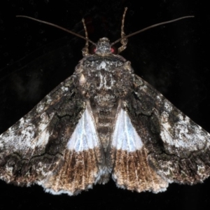 Aedia leucomelas acronyctoides at Ainslie, ACT - 27 Nov 2019