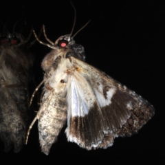 Aedia leucomelas acronyctoides at Ainslie, ACT - 27 Nov 2019