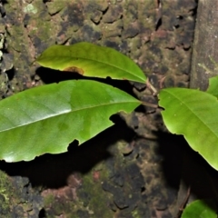 Quintinia sieberi (Possumwood) at Robertson, NSW - 30 Jun 2020 by plants