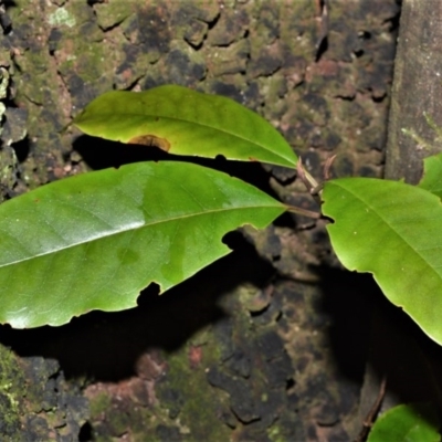 Quintinia sieberi (Possumwood) at Wingecarribee Local Government Area - 30 Jun 2020 by plants