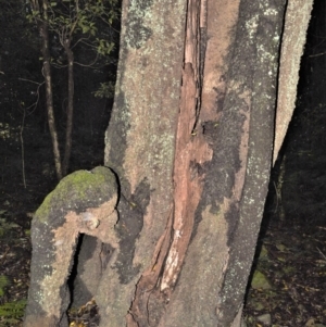 Quintinia sieberi at Robertson, NSW - 30 Jun 2020 09:34 PM