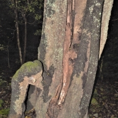 Quintinia sieberi at Robertson, NSW - 30 Jun 2020