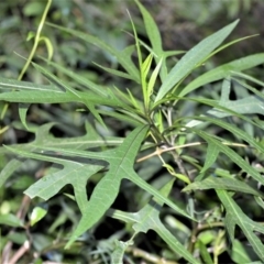 Solanum aviculare (Kangaroo Apple) at Wingecarribee Local Government Area - 30 Jun 2020 by plants