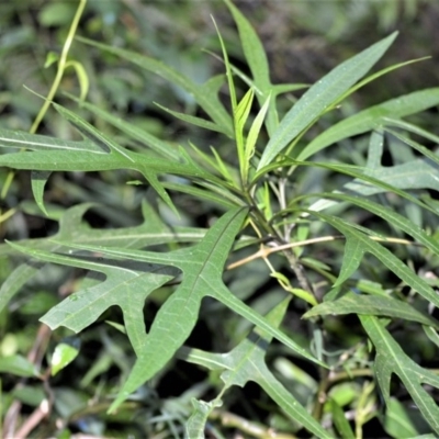 Solanum aviculare (Kangaroo Apple) at Robertson Nature Reserve - 30 Jun 2020 by plants