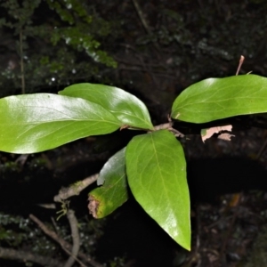 Stenocarpus salignus at Robertson - 30 Jun 2020