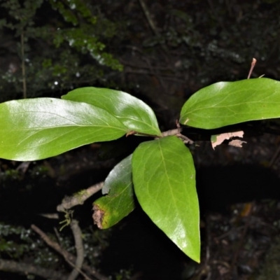 Stenocarpus salignus (Scrub Beefwood) at Robertson - 30 Jun 2020 by plants