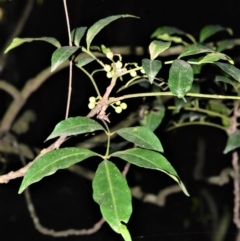 Synoum glandulosum (Scentless Rosewood) at Robertson Nature Reserve - 30 Jun 2020 by plants