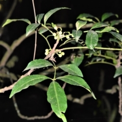Synoum glandulosum (Scentless Rosewood) at - 30 Jun 2020 by plants