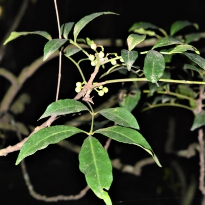 Synoum glandulosum (Scentless Rosewood) at Robertson - 30 Jun 2020 by plants