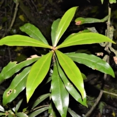 Tasmannia insipida (Brush Pepperbush, Dorrigo Pepper) at Robertson - 30 Jun 2020 by plants