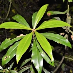 Tasmannia insipida (Brush Pepperbush, Dorrigo Pepper) at Robertson Nature Reserve - 30 Jun 2020 by plants