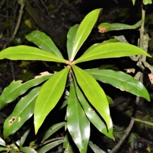 Tasmannia insipida at Robertson, NSW - 30 Jun 2020