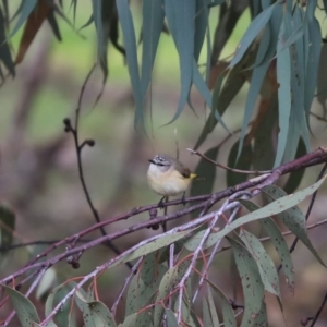 Acanthiza chrysorrhoa at Cook, ACT - 30 Jun 2020