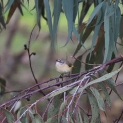 Acanthiza chrysorrhoa (Yellow-rumped Thornbill) at Cook, ACT - 30 Jun 2020 by Tammy