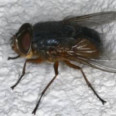 Calliphora augur (Lesser brown or Blue-bodied blowfly) at Ainslie, ACT - 27 Nov 2019 by jb2602