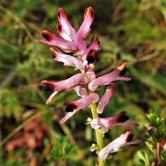 Fumaria muralis subsp. muralis (Wall Fumitory) at Tennent, ACT - 30 Jun 2020 by JohnBundock