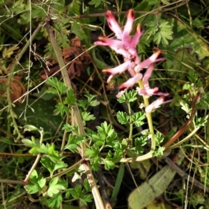 Fumaria muralis subsp. muralis at Tennent, ACT - 30 Jun 2020