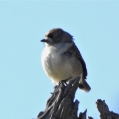 Aphelocephala leucopsis (Southern Whiteface) at Sutton, NSW - 28 Jun 2020 by JohnBundock