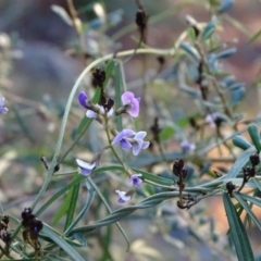 Glycine clandestina (Twining Glycine) at Isaacs Ridge - 30 Jun 2020 by Mike