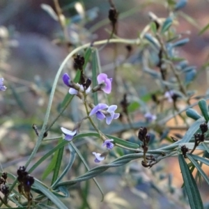 Glycine clandestina at Isaacs, ACT - 30 Jun 2020 04:20 PM