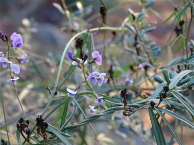 Glycine clandestina (Twining Glycine) at Isaacs, ACT - 30 Jun 2020 by Mike