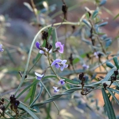 Glycine clandestina (Twining Glycine) at Isaacs Ridge - 30 Jun 2020 by Mike